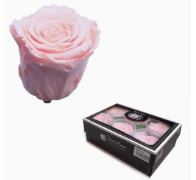 CAJA 6 ROSAS PRESERVADAS ROSE AMOR (ROSA)