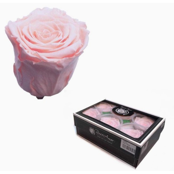 CAJA 6 ROSAS PRESERVADAS ROSE AMOR (ROSA)