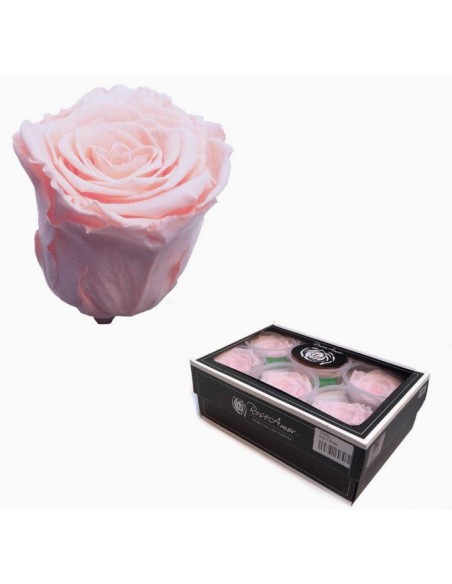 CAJA 6 ROSAS PRESERVADAS ROSE AMOR (ROSA)
