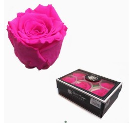 CAJA 6 ROSAS PRESERVADAS ROSE AMOR FUCSIA