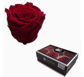 CAJA 6 ROSAS PRESERVADAS ROSE AMOR ROJA