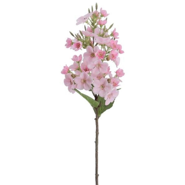 JAZMIN 46 CMS   2168-12