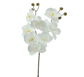 PHALENOPSIS  X  2      2603-11