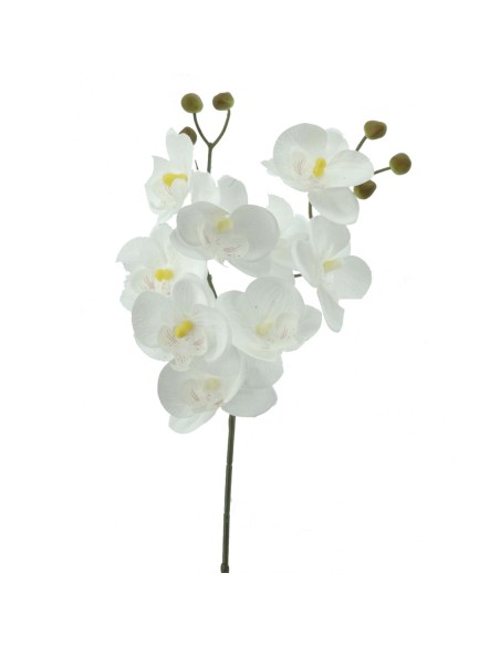 PHALENOPSIS  X  2      2603-11