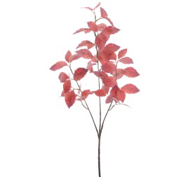 ABEDUL 100 CMS  (2024-77)