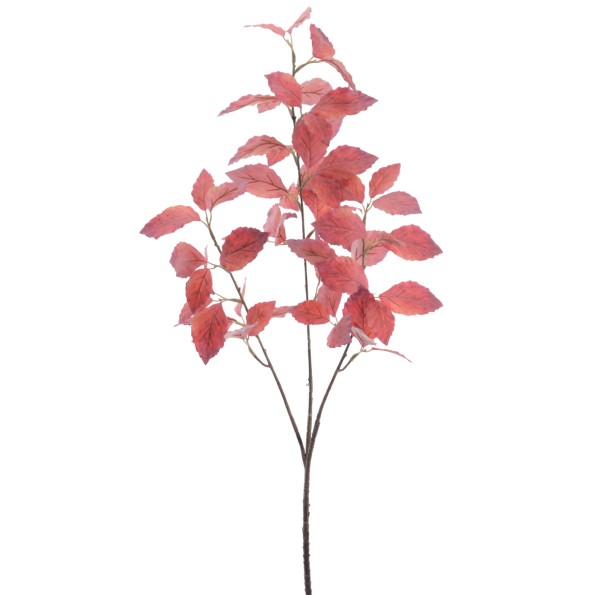 ABEDUL 100 CMS  (2024-77)