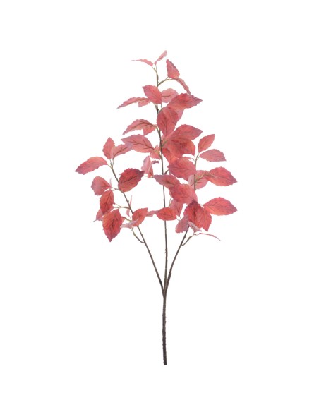 ABEDUL 100 CMS  (2024-77)