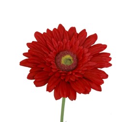 GERBERA 2295-08