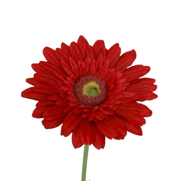 GERBERA 2295-08
