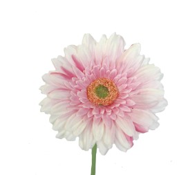 GERBERA   2295-12