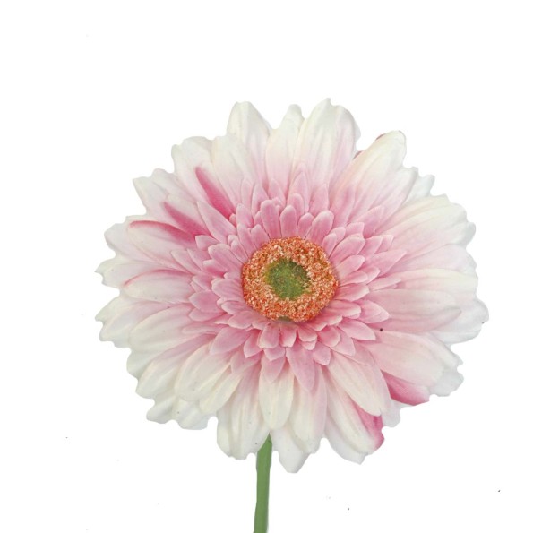GERBERA   2295-12
