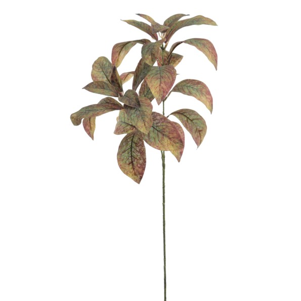 MAGNOLIA 71 CMS   6958-09