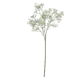 GYPSOPHILA (6120-01)