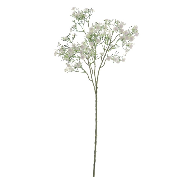 GYPSOPHILA (6120-01)