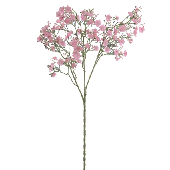 GYPSOPHILA (6120-12)