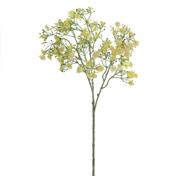 GYPSOPHILA (6120-02)