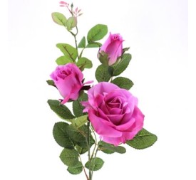 ROSA X 3 EVER BLOOM (9522-25)