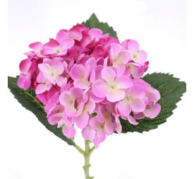 HYDRANGEA (9523-25)