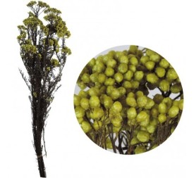 RICE FLOWER PRESS 60 cms. VERDE (60)