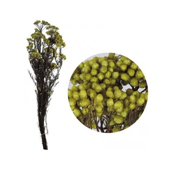 RICE FLOWER PRESS 60 cms. VERDE (60)