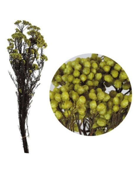 RICE FLOWER PRESS 60 cms. VERDE (60)