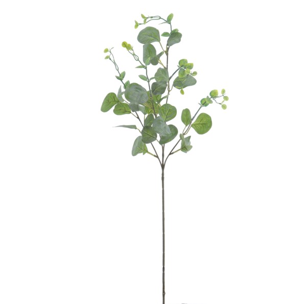 EUCALIPTUS 72 CMS (2070-09)