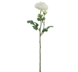 RANUNCULUS 60 CMS (2081-01)