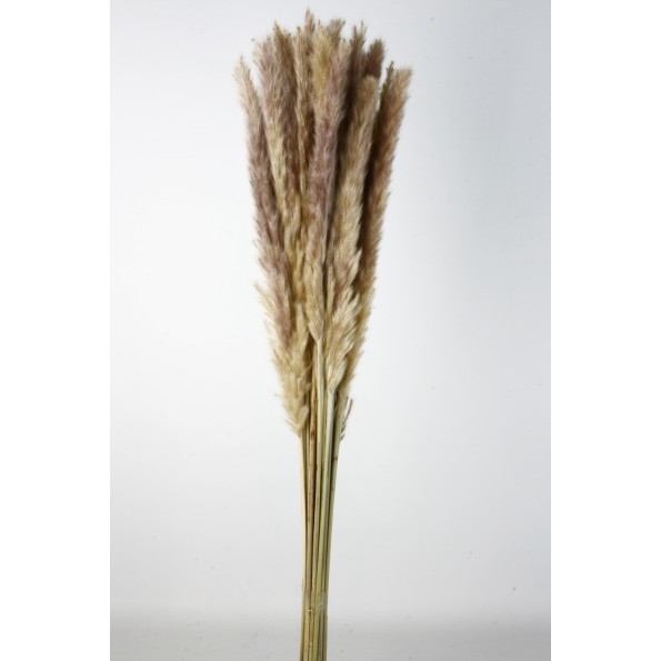 PLUMA DECORATIVA 50/60 CMS. (01 NATURAL)