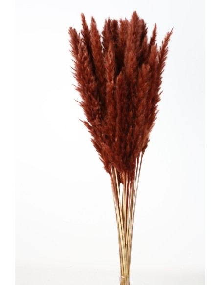 PLUMA DECORATIVA 50/60 CMS Marron (32)
