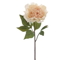 RANUNCULUS 64 CMS (1441-01)