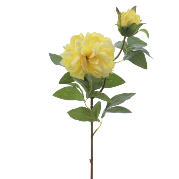 PEONIA X 2 66 CMS (2501-02)
