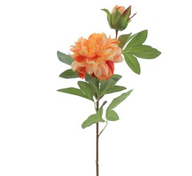 PEONIA X 2 66 CMS (2501-15)