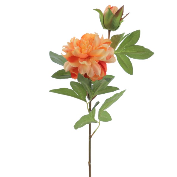 PEONIA X 2 66 CMS (2501-15)