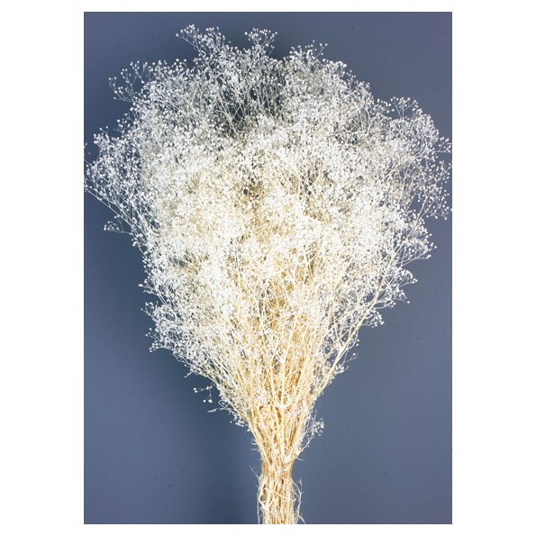 GYPSOPHILA MINI PRESS 40/50 cms. BLANCO (00)