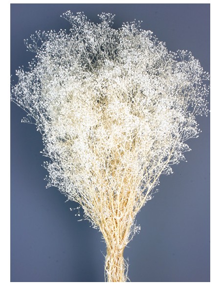 GYPSOPHILA MINI PRESS 40/50 cms. BLANCO (00)