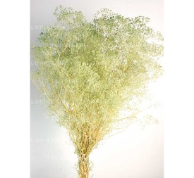 GYPSOPHILA MINI PRESS 40/50 cms. VERDE (F60)