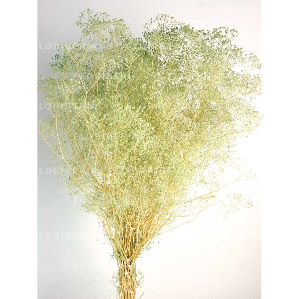 GYPSOPHILA MINI PRESS 40/50 cms. VERDE (F60)