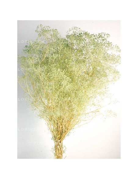 GYPSOPHILA MINI PRESS 40/50 cms. VERDE (F60)