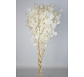 LUNARIA 80 cms. BLANCO (00)