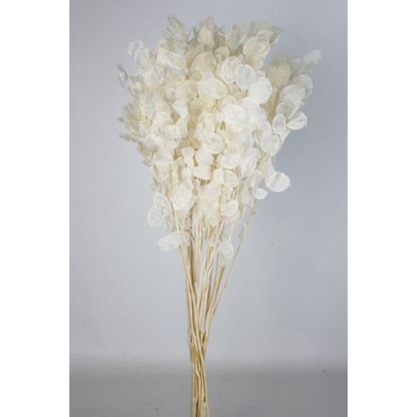 LUNARIA 80 cms. BLANCO (00)