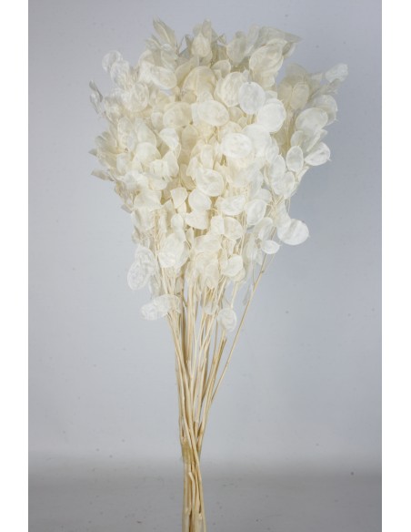 LUNARIA 80 cms. BLANCO (00)