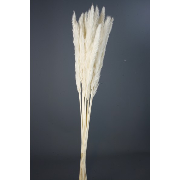 PLUMA DECORATIVA 50/60 cms. (00 BLANCO)