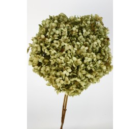 HYDRANGEA CABEZA PRESS NATURAL (04)