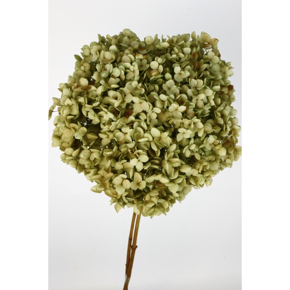 HYDRANGEA CABEZA PRESS NATURAL (04)