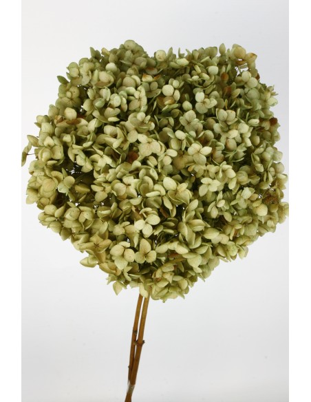 HYDRANGEA CABEZA PRESS NATURAL (04)