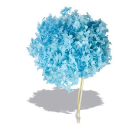 HYDRANGEA CABEZA PRESS (AZUL (B70)