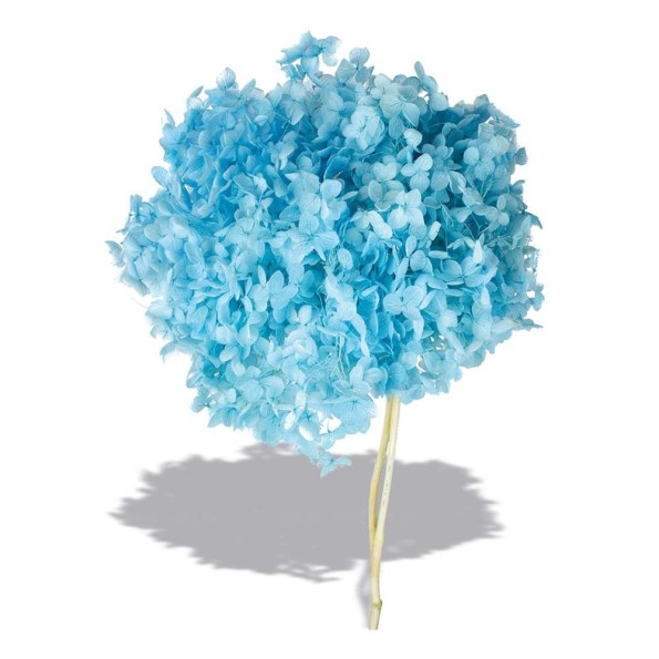 HYDRANGEA CABEZA PRESS (AZUL (B70)