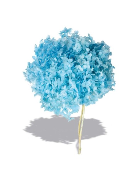 HYDRANGEA CABEZA PRESS (AZUL (B70)