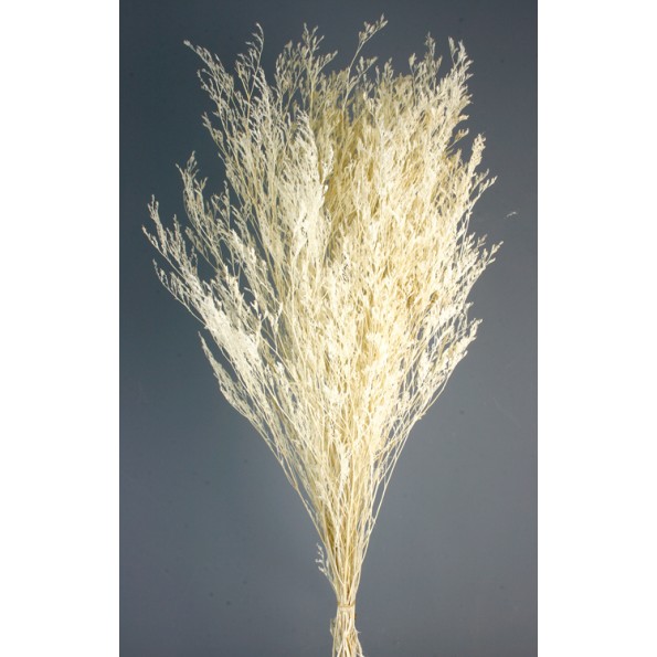 CASPIA PRESS 70 cms. BLANCO (00)