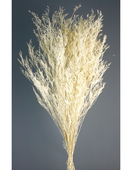 CASPIA PRESS 70 cms. BLANCO (00)